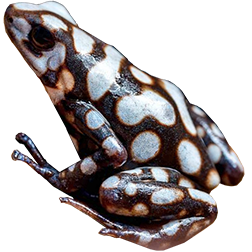 Rio Cascajal Auratus